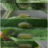 pol daphnis larva1 volg1